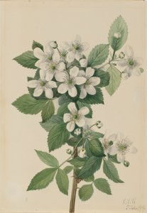 Jeżyna wysoka (Rubus argutus) autorstwa Mary Vaux Walcott