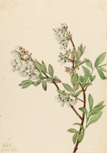Borówka wysoka (Vaccinium corymbosum) autorstwa Mary Vaux Walcott