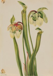 Hybrydowy dzbanecznik (Sarracenia minor) autorstwa Mary Vaux Walcott