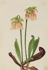 Hybryda dzbanecznika (Sarracenia minor x psittacina) autorstwa Mary Vaux Walcott