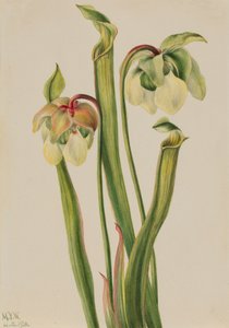 Hybrydowy miotacz Sarracenia minor, 1930. autorstwa Mary Vaux Walcott