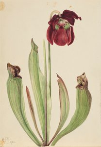 Hybryda dzbanka Sarracenia rubra xs purpurea venosa, 1920. autorstwa Mary Vaux Walcott