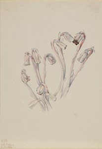Fajka indyjska (Monotropa uniflora) autorstwa Mary Vaux Walcott