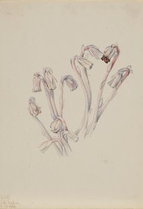 Fajka indyjska Monotropa uniflora, 1926. autorstwa Mary Vaux Walcott