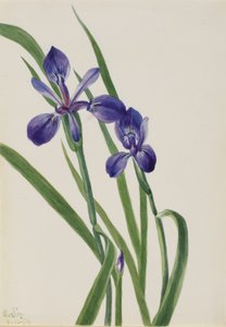 Irys (gatunek irysa) autorstwa Mary Vaux Walcott