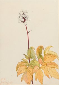 Borówka brusznica (Actaea arguta) autorstwa Mary Vaux Walcott