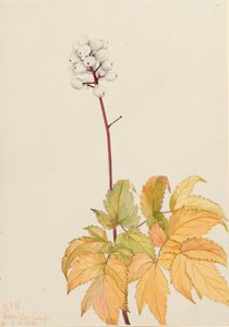 Baneberry z kości słoniowej Actaea arguta, 1922 autorstwa Mary Vaux Walcott