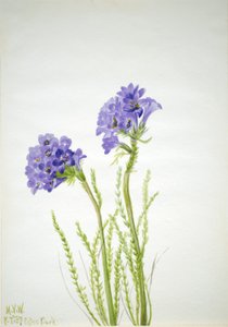Drabina Jakuba (Polemonium viscosum) autorstwa Mary Vaux Walcott