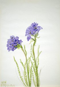 Drabina Jakubowa Polemonium viscosum, 1937. autorstwa Mary Vaux Walcott