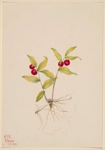 Kruhsea (Kruhsea streptopoides) autorstwa Mary Vaux Walcott