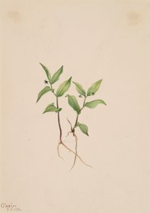 Streptopoides Kruhsea Kruhsea, 1913. autorstwa Mary Vaux Walcott