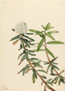 Herbata labradorska (Ledum groenlandicum) autorstwa Mary Vaux Walcott