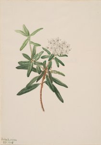 Lód Labrador Tea Grenlandia, 1905. autorstwa Mary Vaux Walcott