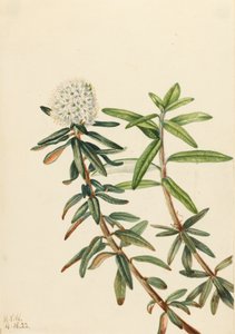 Lód Labrador Tea Grenlandia, 1922. autorstwa Mary Vaux Walcott