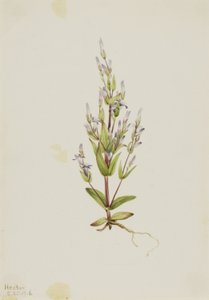 Goryczka drabinkowa (Gentiana acuta) autorstwa Mary Vaux Walcott