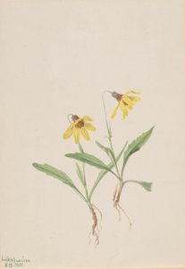 Arnika Lake Louise (Arnica louisiana) autorstwa Mary Vaux Walcott