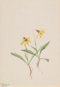 Lake Louise Arnica Arnica louisiana, 1905. autorstwa Mary Vaux Walcott