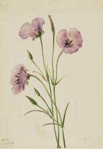 Mariposa liliowa (Calochortus splendens) autorstwa Mary Vaux Walcott