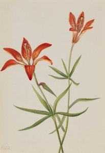 Lilia (Lilium montanum) autorstwa Mary Vaux Walcott