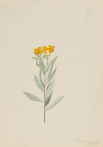 Lithospermum canescens autorstwa Mary Vaux Walcott