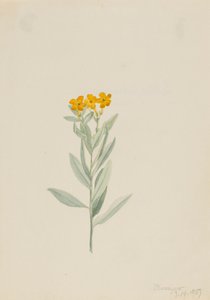 Lithospermum canescens, 1907. autorstwa Mary Vaux Walcott