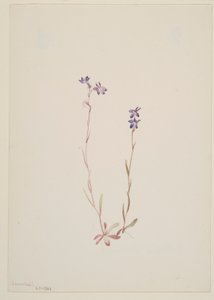 Lobelia Kalmii autorstwa Mary Vaux Walcott