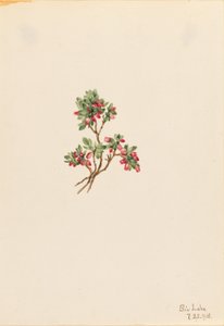 Borówka niska (Vaccinium caespitosum) autorstwa Mary Vaux Walcott