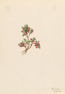 Niska borówka Vaccinium caespitosum, 1918. autorstwa Mary Vaux Walcott