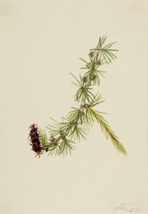 Lyall Modrzew Larix lyallii, 1913. autorstwa Mary Vaux Walcott