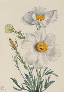 Matilija Poppy Romney coulteri, 1931. autorstwa Mary Vaux Walcott