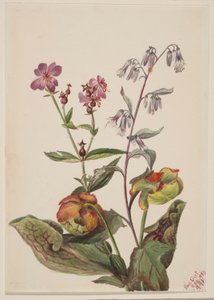 Meadow Beauty (Rhexia virginica), Rattlesnake Roat (Nabalus albus), Pitcherplant (Sarracenia purpurea) autorstwa Mary Vaux Walcott