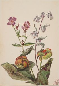 Meadow Beauty Rhexia virginica, Grzechotnik Roat Nabalus albus, Pitcherplant..., 1880. autorstwa Mary Vaux Walcott