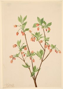 Menziesea Menziesea glabella, 1907. autorstwa Mary Vaux Walcott