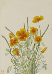 Mak meksykański (Eschscholtzia mexicana) autorstwa Mary Vaux Walcott