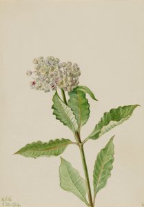 Milkweed (Ascelpias) autorstwa Mary Vaux Walcott