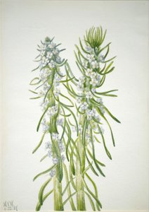 Świeca górnicza (Oreocarya virgata) autorstwa Mary Vaux Walcott