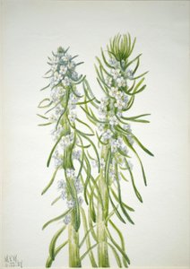Świeca Górnicza Oreocarya virgata, 1937. autorstwa Mary Vaux Walcott