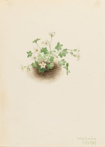 Mistmaiden (Romanzoffia sitchensis) autorstwa Mary Vaux Walcott