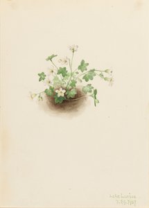 Mistmaiden Romanzoffia sitchensis, 1907. autorstwa Mary Vaux Walcott
