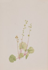 Naga mittella, ca. 1900-1920. autorstwa Mary Vaux Walcott