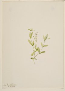 Moehringia laberiflora autorstwa Mary Vaux Walcott