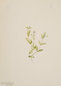 Moehringia laberiflora, 1904. autorstwa Mary Vaux Walcott