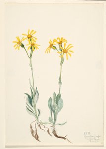 Parnassia Montana (Parnassia montanesis) autorstwa Mary Vaux Walcott