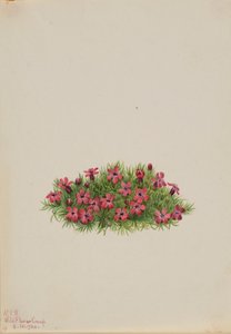 Mech Campion (Silene acaulis) autorstwa Mary Vaux Walcott