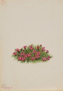Moss Campion Silene acaulis, 1924. autorstwa Mary Vaux Walcott