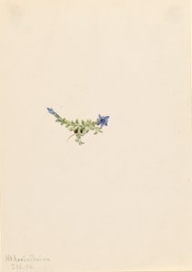Goryczka wąskolistna (Gentiana prostrata) autorstwa Mary Vaux Walcott