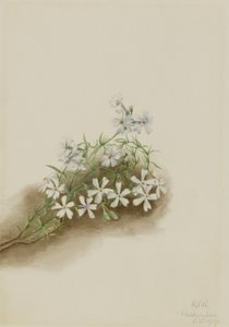 Floks szydlasty (Phlox subulata) autorstwa Mary Vaux Walcott