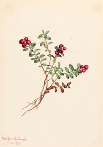 Żurawina górska Vaccinium vitisdaea minus, 1916. autorstwa Mary Vaux Walcott