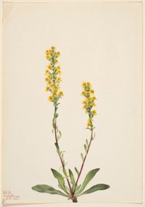 Nawłoć górska (Solidago oreophila) autorstwa Mary Vaux Walcott