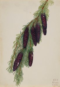 Cykuta górska (Tsuga mertensiana) autorstwa Mary Vaux Walcott